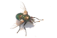 Gymnocheta viridis