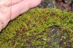 Thuidium