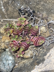 Callisia repens