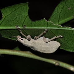 Cyrtomon luridus