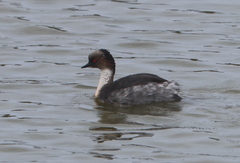 Podiceps occipitalis