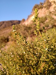 Clinopodium gilliesii