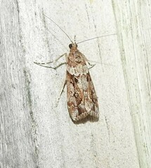 Eudonia submarginalis