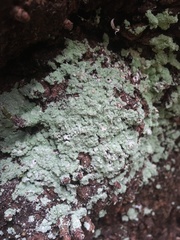 Lepraria finkii