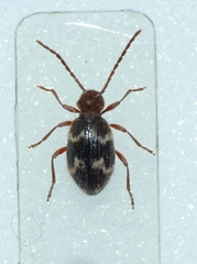 Ptinus