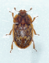 Soronia punctatissima