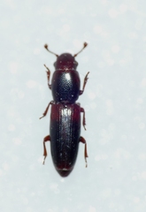 Rhizophagus nitidulus