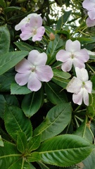 Impatiens sodenii