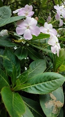 Impatiens sodenii