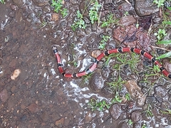 Micrurus nigrocinctus