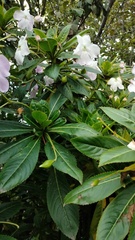 Impatiens sodenii
