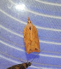 Planotortrix notophaea