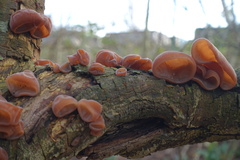 Auricularia auricula-judae