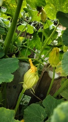 Cucurbita moschata