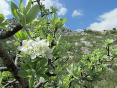 Pyrus elaeagrifolia