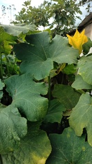 Cucurbita moschata