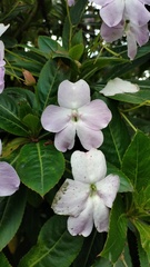 Impatiens sodenii