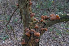 Auricularia auricula-judae
