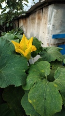 Cucurbita moschata