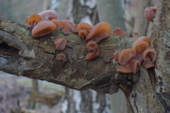 Auricularia auricula-judae