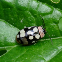 Alagoasa trifasciata