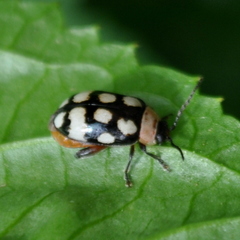 Alagoasa trifasciata
