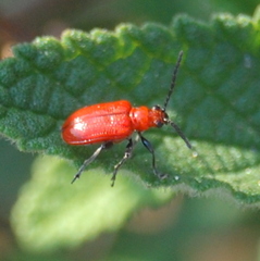 Lemini