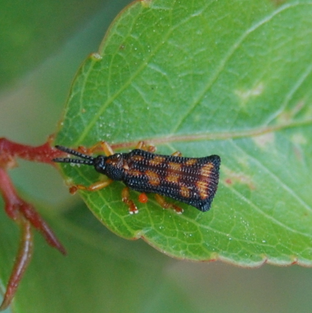 Octhispa kraatzi