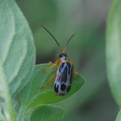 Diabroticina