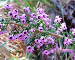 Erica bicolor