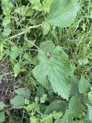 Dysdercus bimaculatus