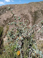 Berberis grevilleana