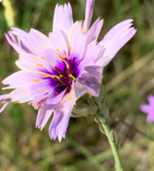 Catananche caerulea