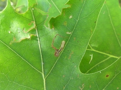 Stigmella quercipulchella