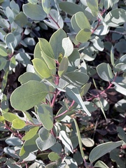 Arctostaphylos mewukka