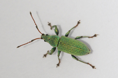 Phyllobius maculicornis