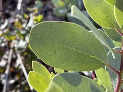 Arctostaphylos mewukka