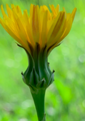 Reichardia intermedia