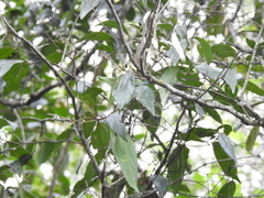 Cryptocarya triplinervis