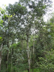 Cryptocarya triplinervis