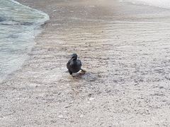 Gulosus aristotelis desmarestii