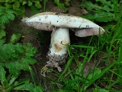 Agaricus
