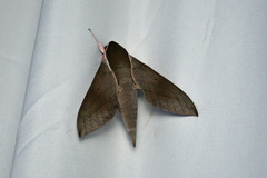 Theretra indistincta