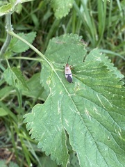 Dysdercus bimaculatus