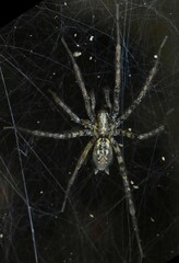 Tegenaria
