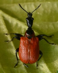 Apoderus coryli