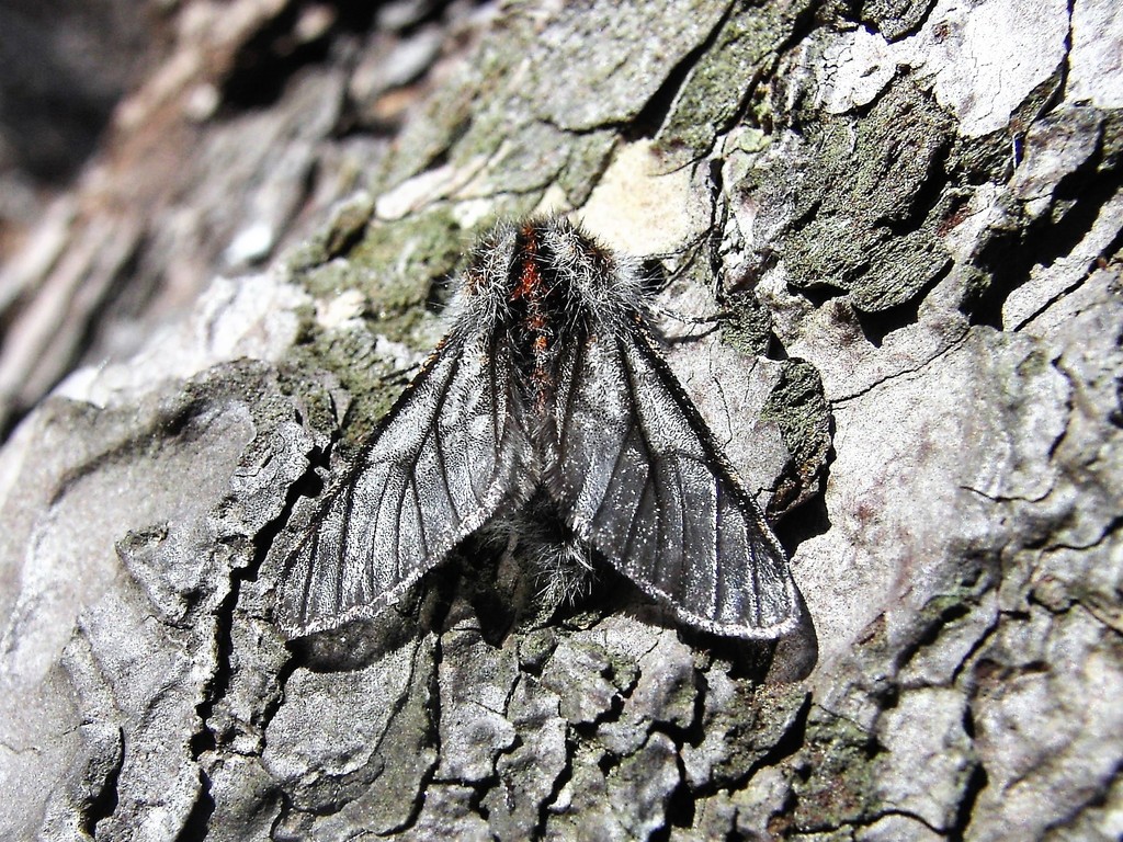 Lycia isabellae