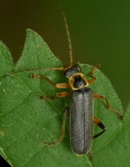 Cantharis nigricans