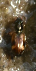 Bembidion articulatum