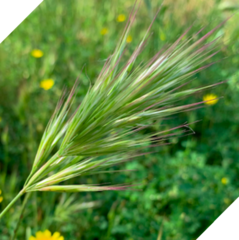 Bromus madritensis